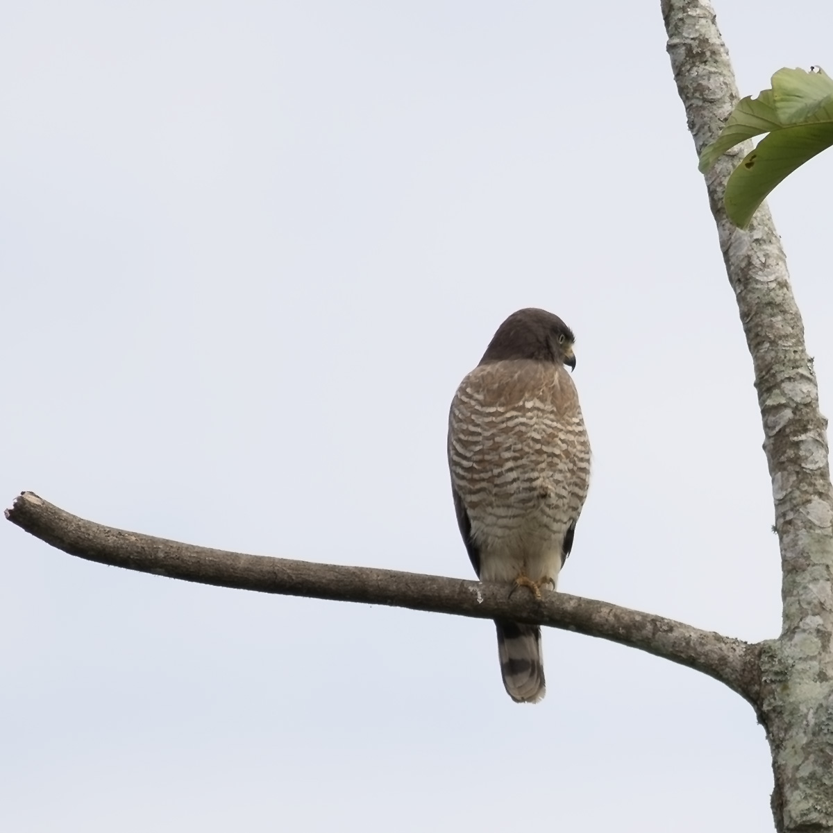 Roadside Hawk